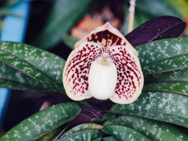 Орхидея дракула: описание и правила ухода