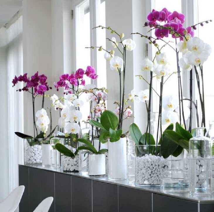 Как омолодить орхидею фаленопсис, сколько лет она обычно живет в домашних условиях, как можно обновить старое растение, что нужно делать для омоложения цветка? русский фермер