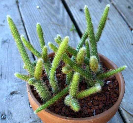 Апорокактус: плетевидный и другие виды кактуса, фото, уход в домашних условиях