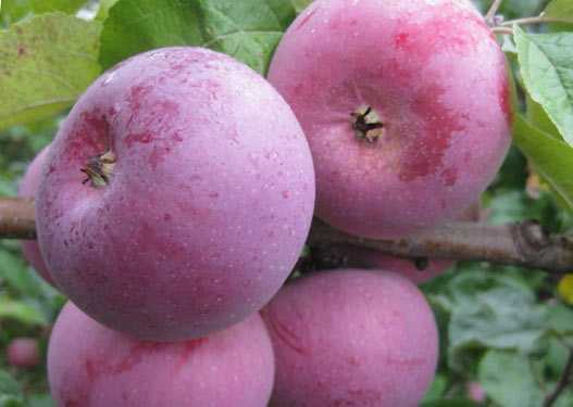 Как правильно формировать яблони от высадки до плодоношения