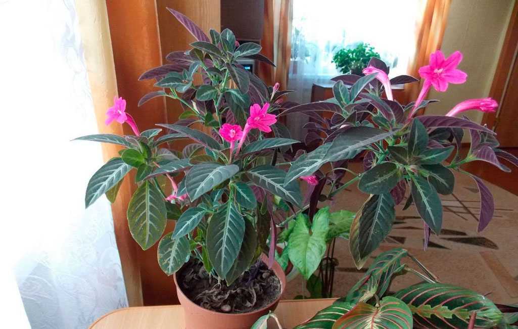 Русселия - уход в домашних условиях, фото цветка, описание растения, размножение