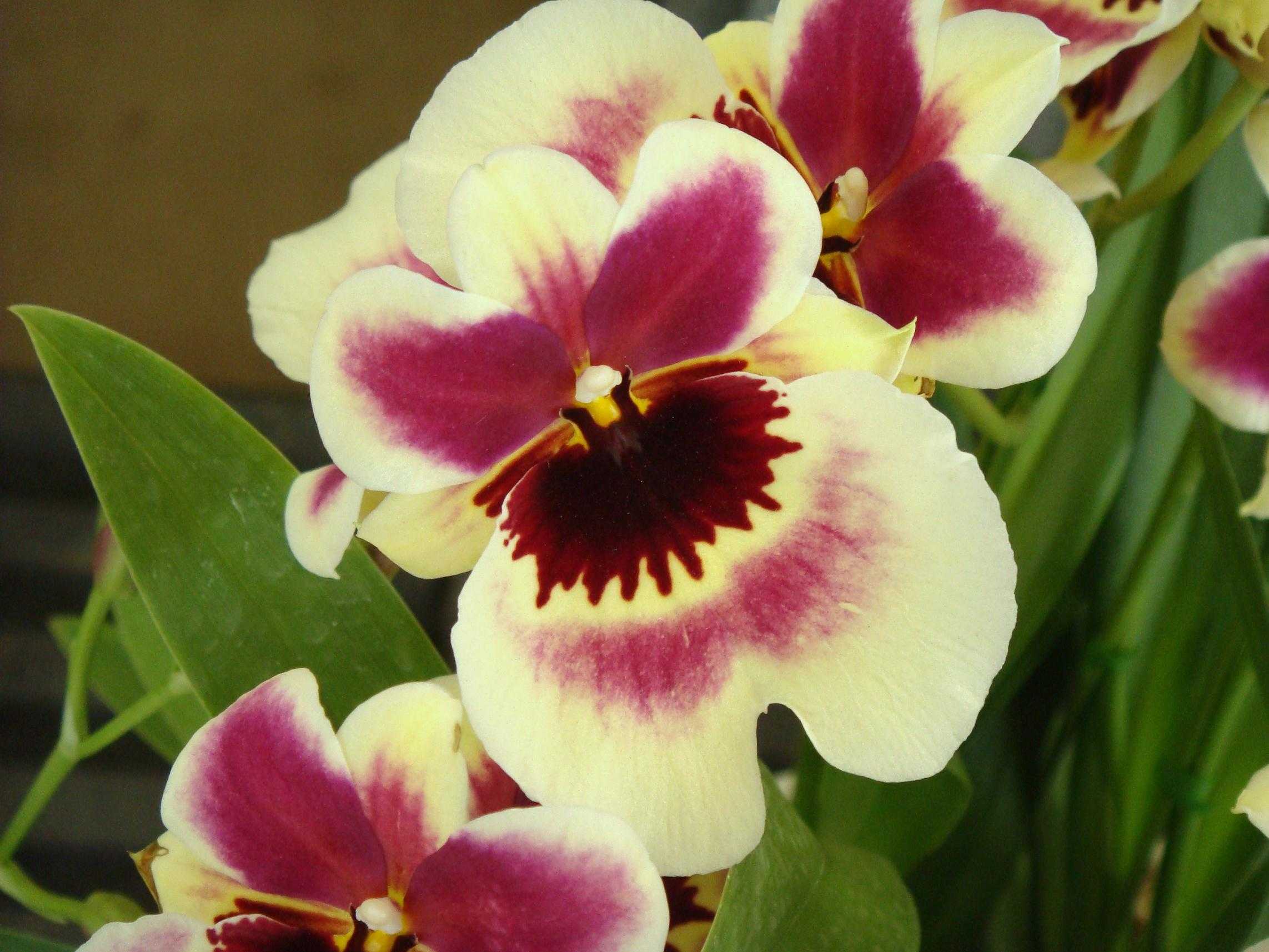 Мильтония – орхидея-фиалка