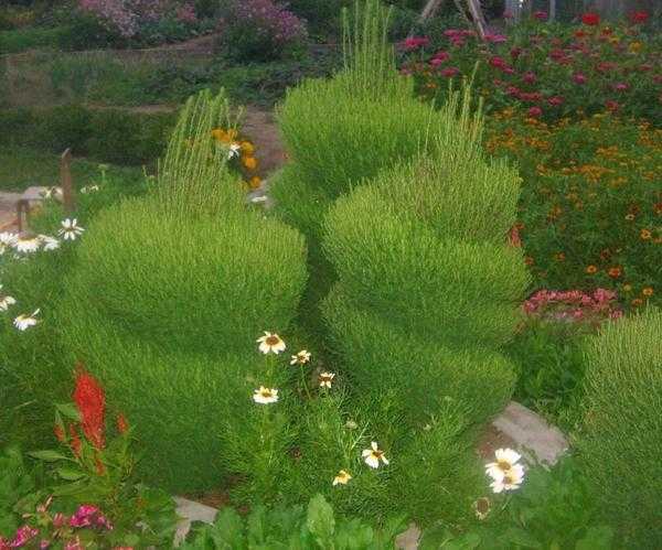 Кохия: посадка и уход за летним кипарисом, выращивание, фото клумб