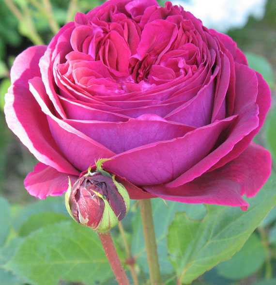 Фальстаф – одна из лучших роз пурпурной окраски селекционера Дэвида Остина Сочетание чистого, насыщенного окраса и сильного, приятного аромата цветка позволило