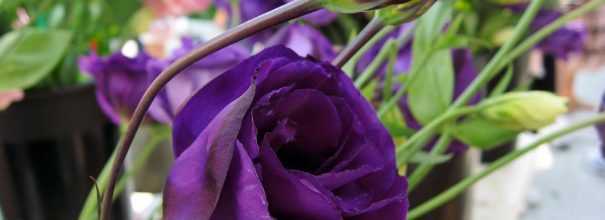 Растение эустома (Eustoma), еще именуемое лизиантусом (Lisianthus ― «горький цветок»), либо «техасским колокольчиком», либо «ирландской розой», либо «японской розой», является представителем семейства Горечавковые