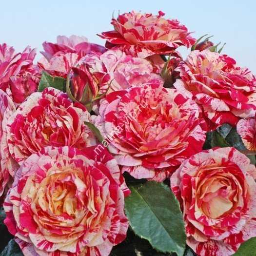 40 сортов чайно-гибридных роз