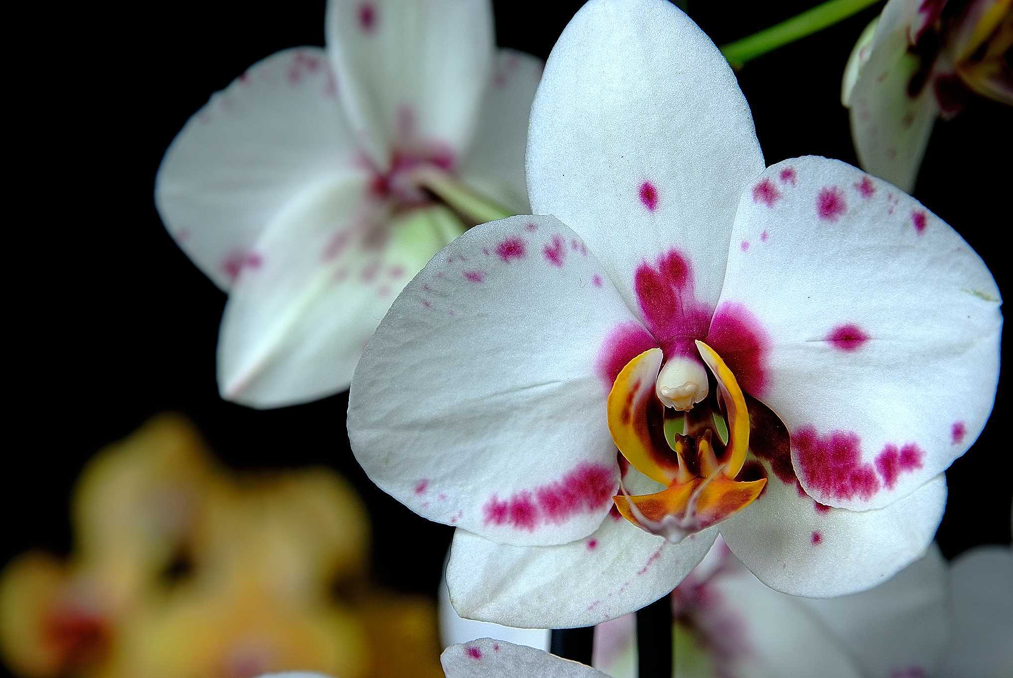 Спасаем фаленопсис от болезней и вредителей: тонкости ухода за орхидеей в домашних условиях