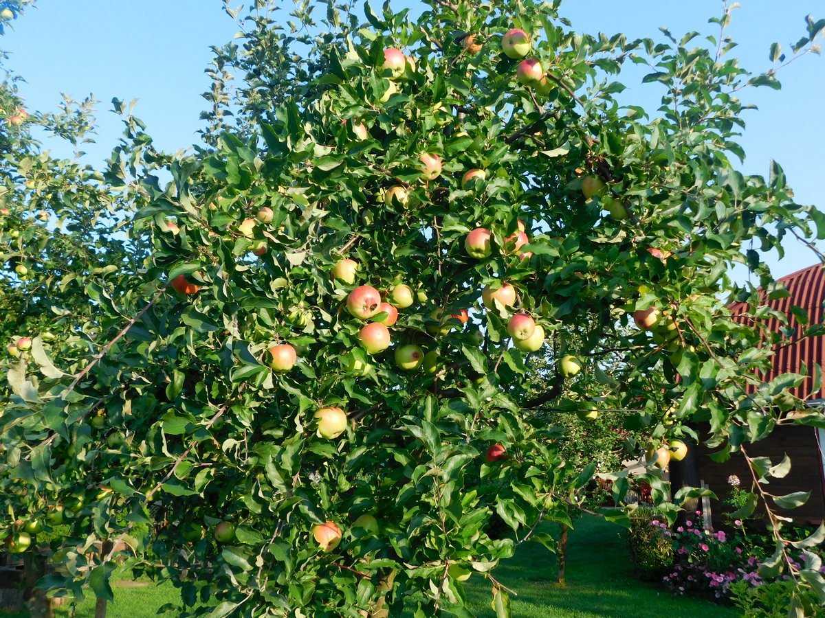 Как сажать карликовую яблоню: схема посадки с фото