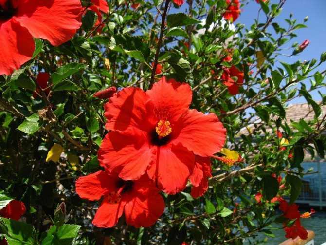 Гибискус изменчивый (hibiscus mutabilis), или "сумасшедшая роза": фото и описание, выращивание из семян и черенков, уход в домашних условиях и похожие цветы русский фермер