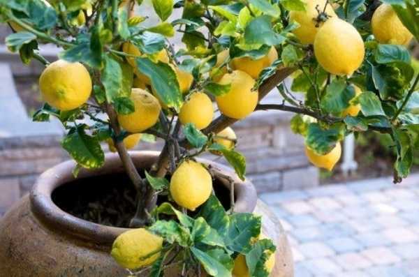 Домашний лимон: посадка и уход, выращивание из косточки, как привить