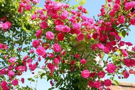 Роза чиппендейл – история, описание и особенности сорта