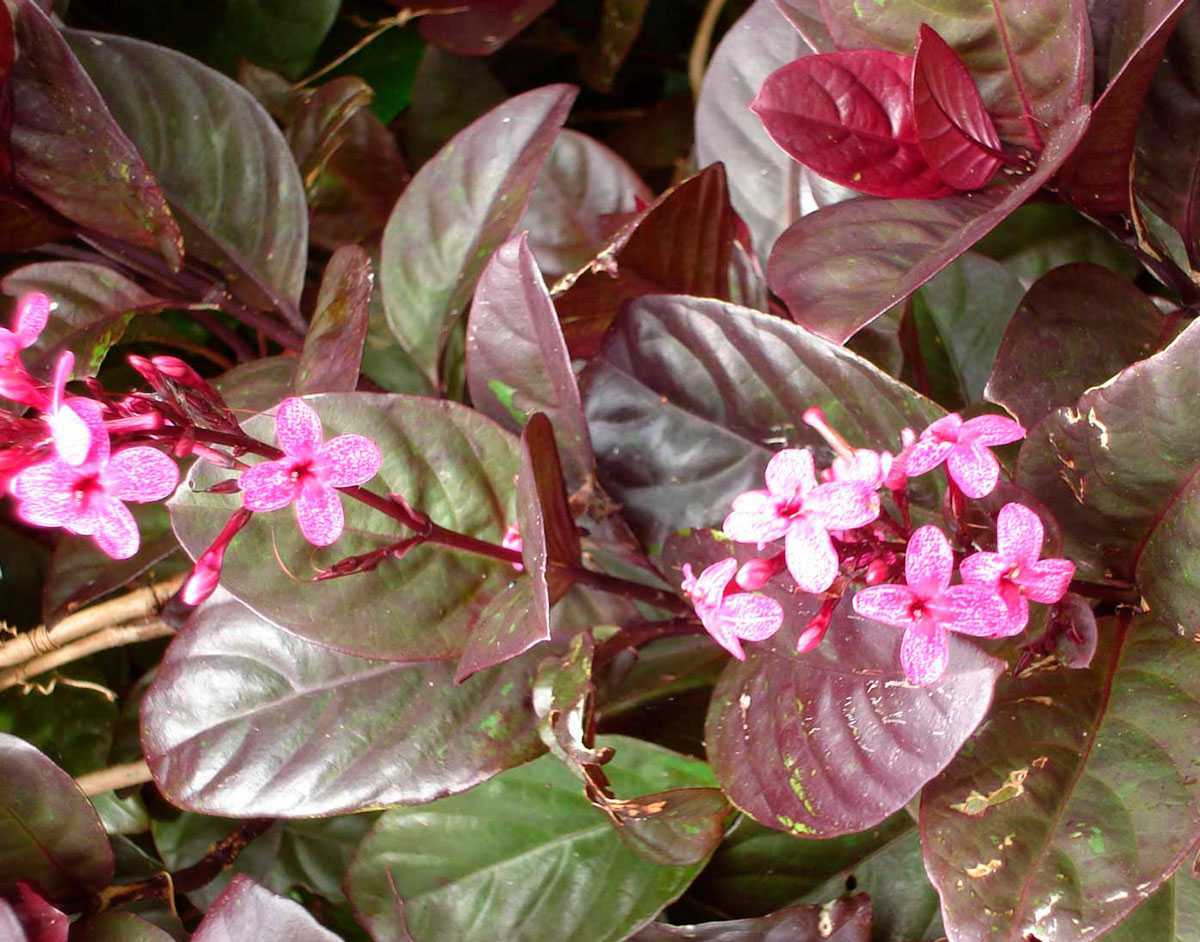 Псевдоэрантемум — растение с необычными узорами на листьях +фото и видео