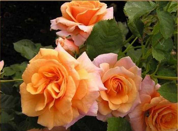Роза супер дороти: секреты выращивания и обильного цветения