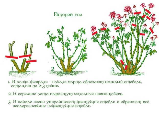 Чайно-гибридные розы: лучшие сорта и правильная обрезка - Проект "Цветочки" - для цветоводов начинающих и профессионалов