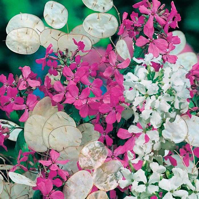 Цветок лунник: посадка и уход в открытом грунте, выращивание в саду