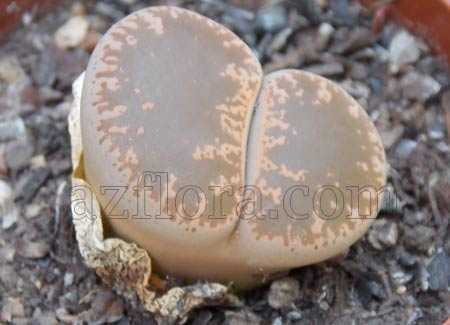 Суккулентное растение литопс (Lithops), которое в народе называют «живым камнем», является представителем семейства Аизовые В природе оно предпочитает расти на известняковом, гранитном и скалистом обезвоженном грунте