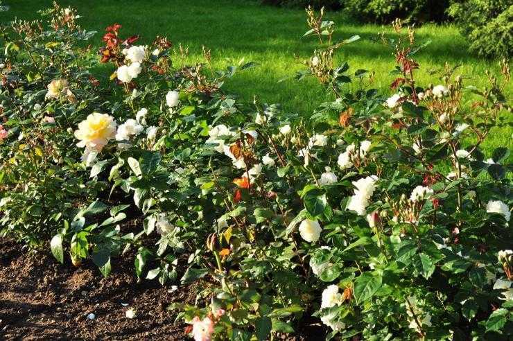 Как успешно  вырастить садовую розу