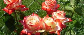 Секреты выращивания розы дон жуан в саду