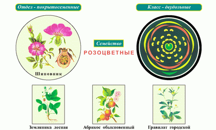 Комнатные растения с белыми цветами (28 фото): домашний гемантус белоцветковый и цветок, похожий на каллу, лиана и другие цветы