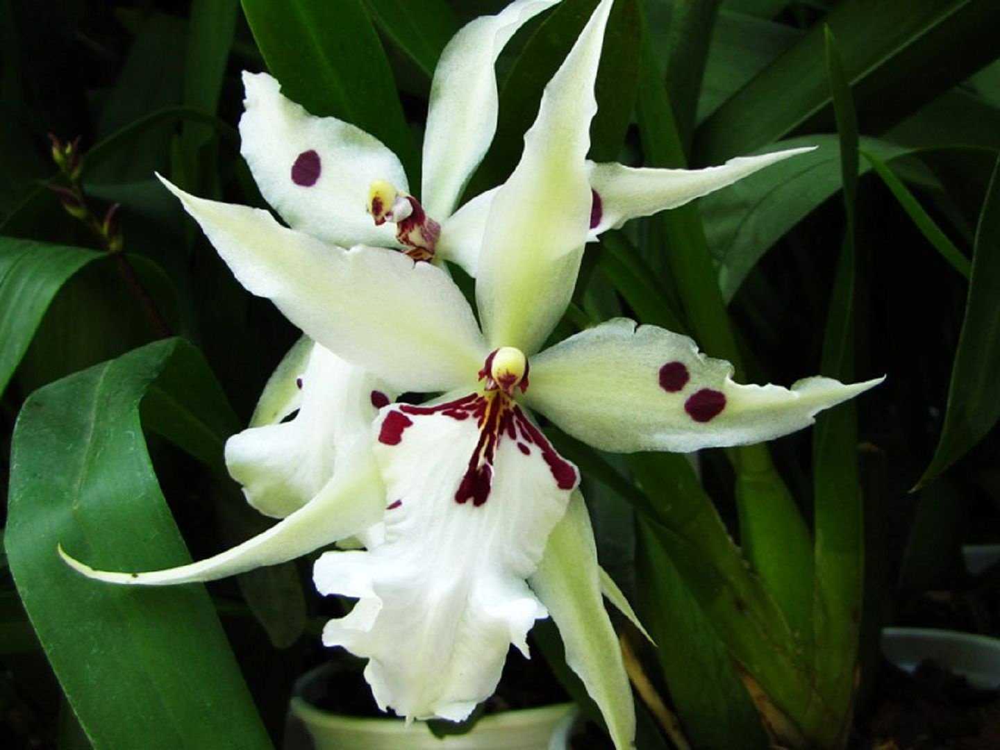 Как ухаживать за орхидеей зигопеталум в домашних условиях