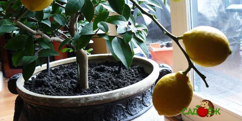 Лимон мейера — уход в домашних условиях и описание сорта, плодоношение и болезни комнатного лимона, выращивание из косточки