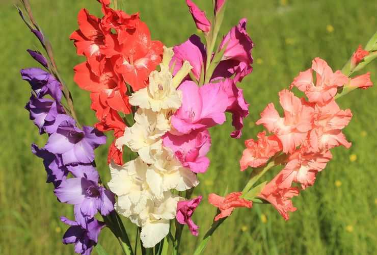 Цветы гладиолусы многолетние — описание