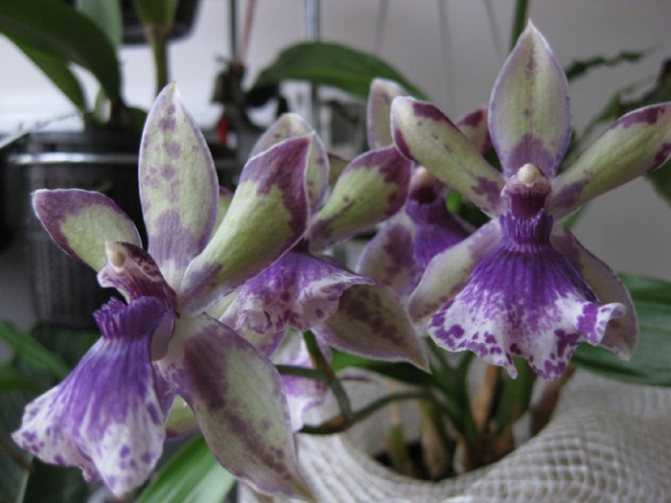 Орхидея зигопеталум: виды, посадка и уход в домашних условиях, пересадка, размножение, фото