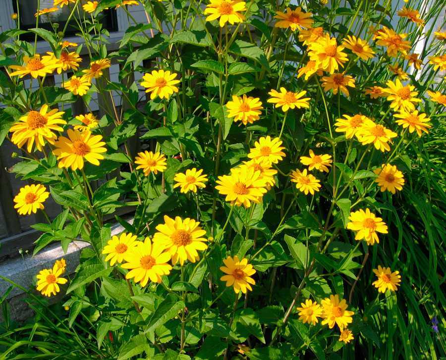 Осенние цветы (60 фото): названия красивых цветов для сада. желтые и оранжевые, луковичные и полевые цветы, для балкона и другие