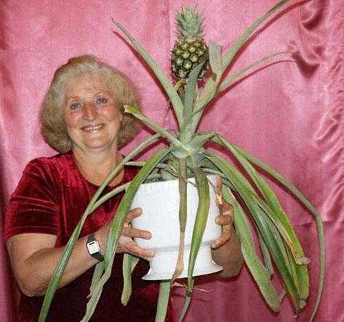 Как вырастить ананас дома? уход за ананасом в домашних условиях. фото — ботаничка.ru
