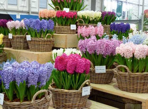 Гиацинт - необычайно красивый садовый цветок Как приспособить его для выращивания в домашних условиях Как добиться цветения в нужное вам время