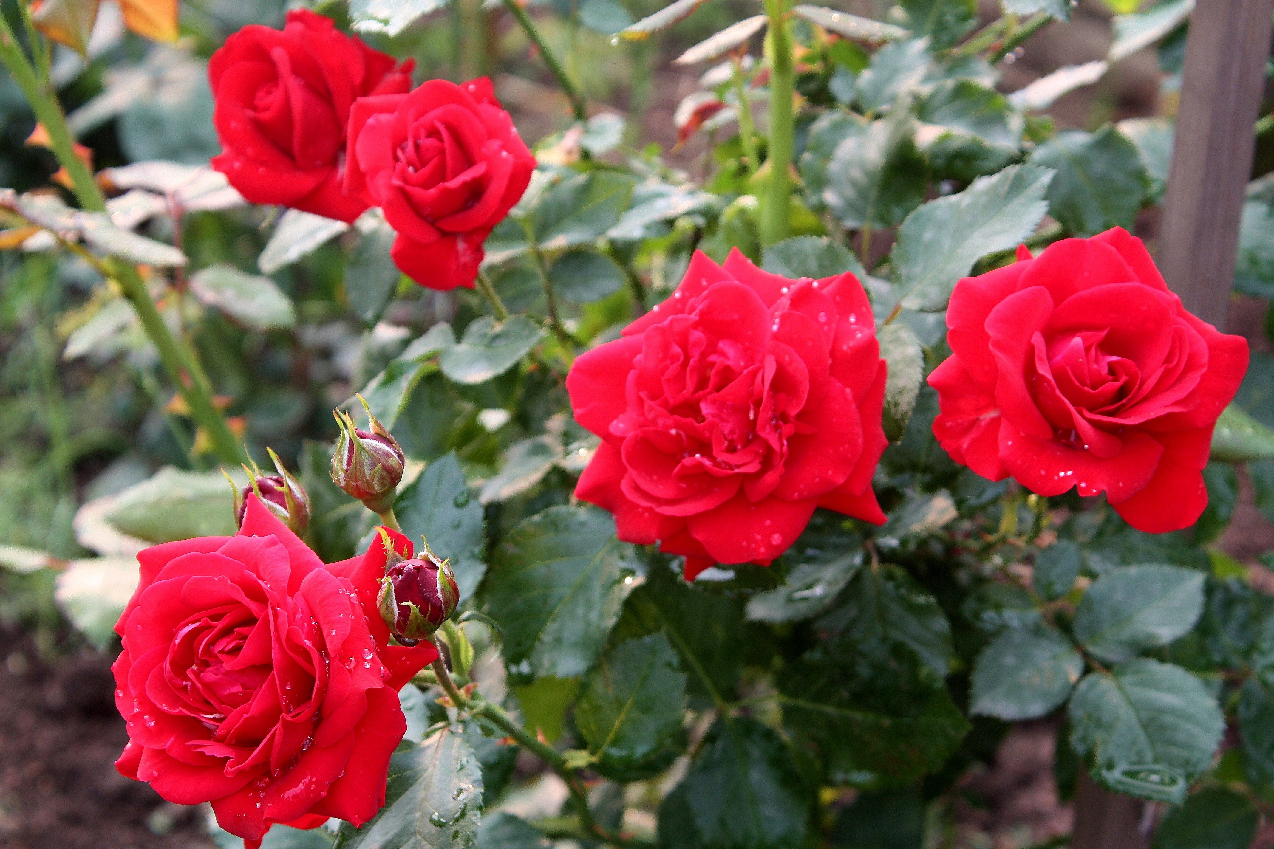 Правильный уход за розами осенью, подготовка роз к зиме – здоровые кусты и буйное цветение