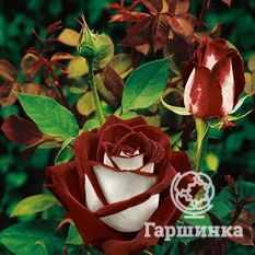 Розы, устойчивые к грибным заболеваниям на supersadovnik.ru