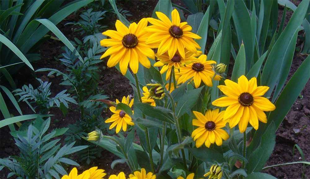 Рудбекия: фото цветов, уход за популярным садовым растением