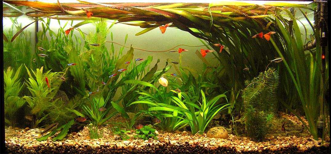 Валлиснерия - аквариумное растение - фото, описание видов, содержание в аквариуме, кормление и совместимость с рыбками