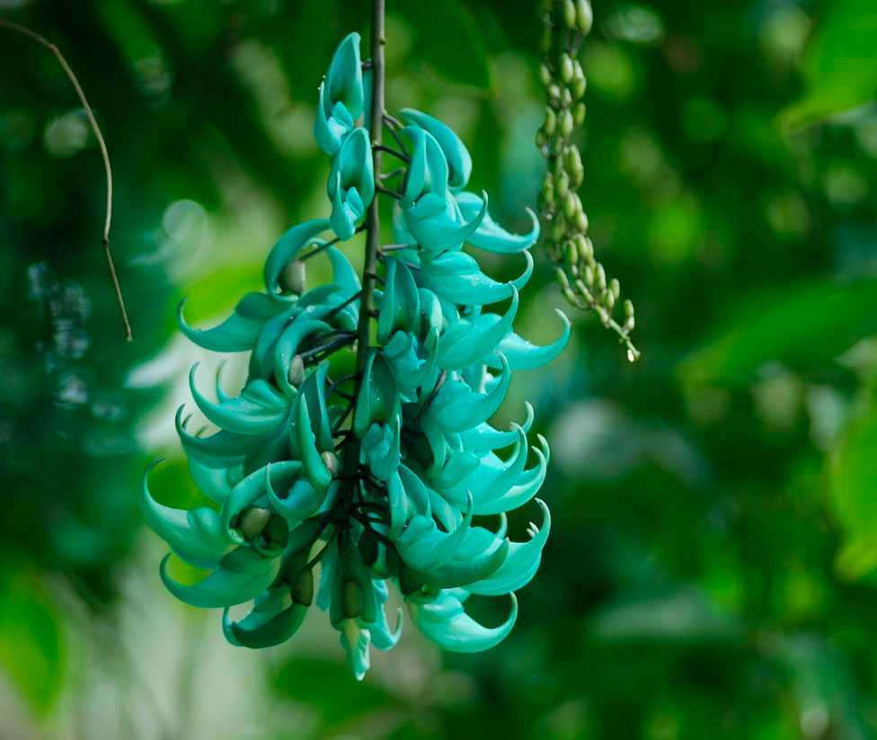 Экзотическая лиана стронгилодон (Strongylodon) является частью семейства Бобовые Это растение ценят за эффектные цветки необычного бирюзового оттенка, которые собраны в большие кистевидные соцветия