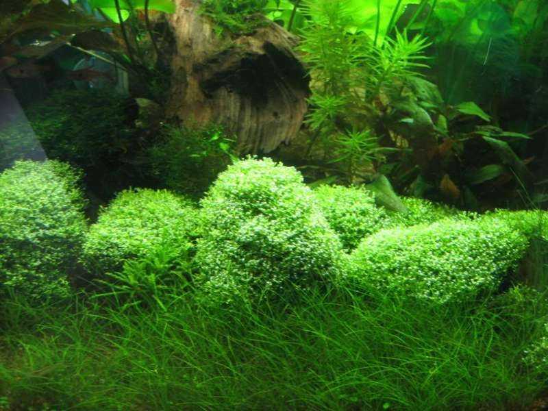 Низкорослые растения для аквариума: особенности и виды