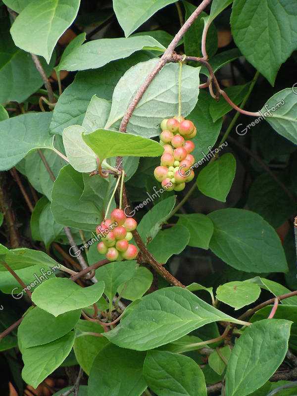 Лимонник (Schisandra) представляет собой листопадное либо вечнозеленое растение, относящееся к семейству Лимонниковые (Шизандровые) По информации, взятой из различных источников, данный род объединяет 14–23 вида
