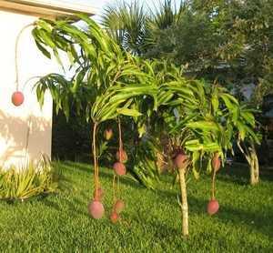 Папайя: фрукт, фото, польза для организма, выращивание в домашних условиях, как выглядит, растет, дерево, как вырастить