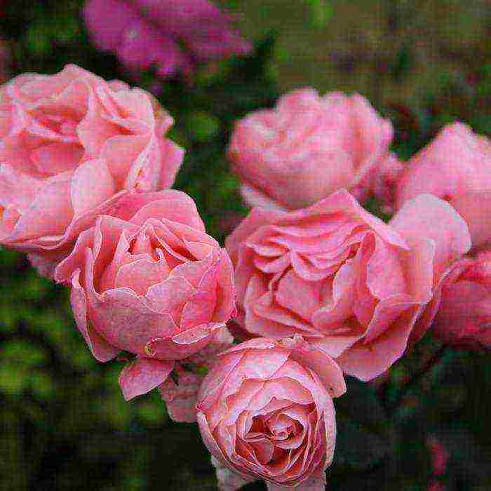 Роза самба: как вырастить яркую красавицу на своём участке