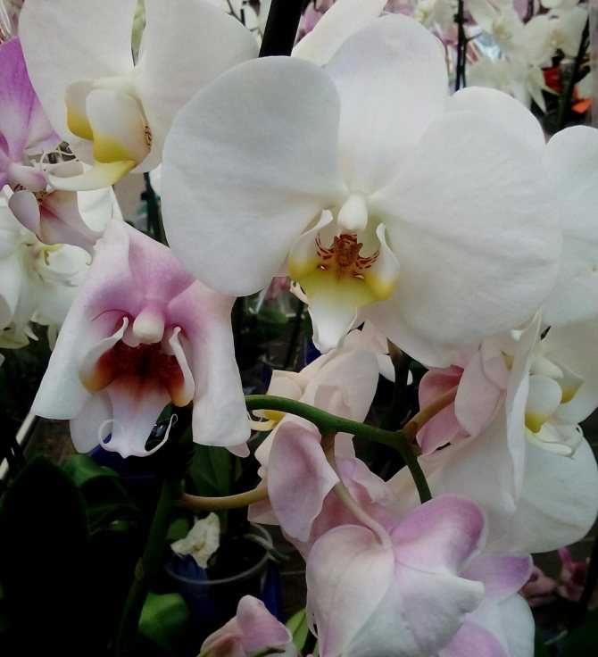 Многоликая ликаста – горная орхидея из южной америки