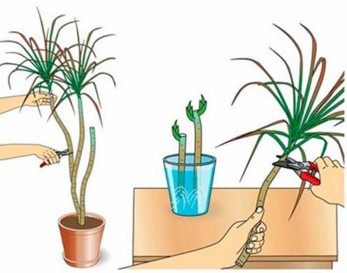 Драцена: размножение растения в домашних условиях, наиболее популярные виды и рекомендации по выращиванию