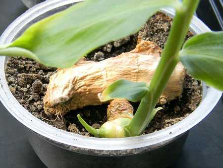 Как вырастить имбирь: где посадить, выращивание из корня и семян