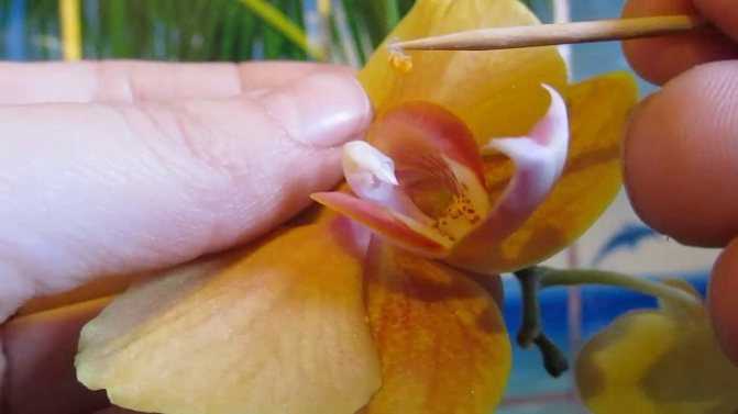 Очаровательные кустовые орхидеи (симподиальные): виды и уход в домашних условиях