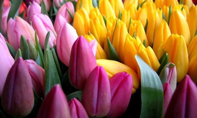 Чем подкормить тюльпаны весной, во время и после цветения