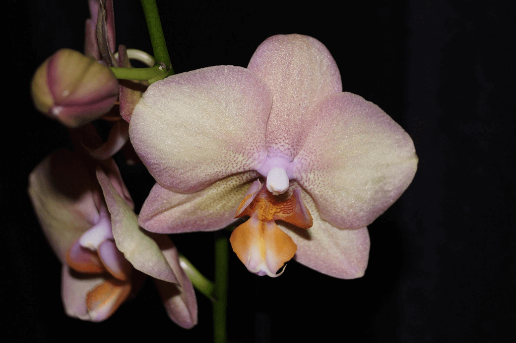 Разновидности орхидей: названия и фото