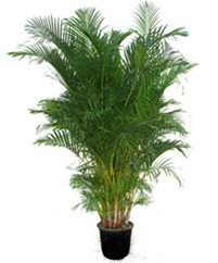 Тростниковая пальма: неприхотливое декоративное растение