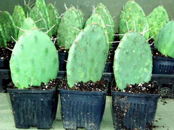 Растение опунция и виды кактуса: фото и названия, выращивание и уход в домашних условиях