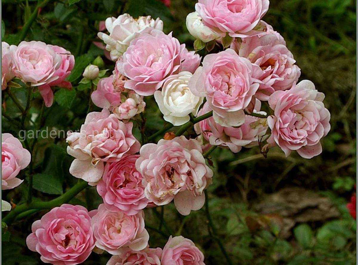 Роза грандифлора: характеристика и 5 лучших сортов