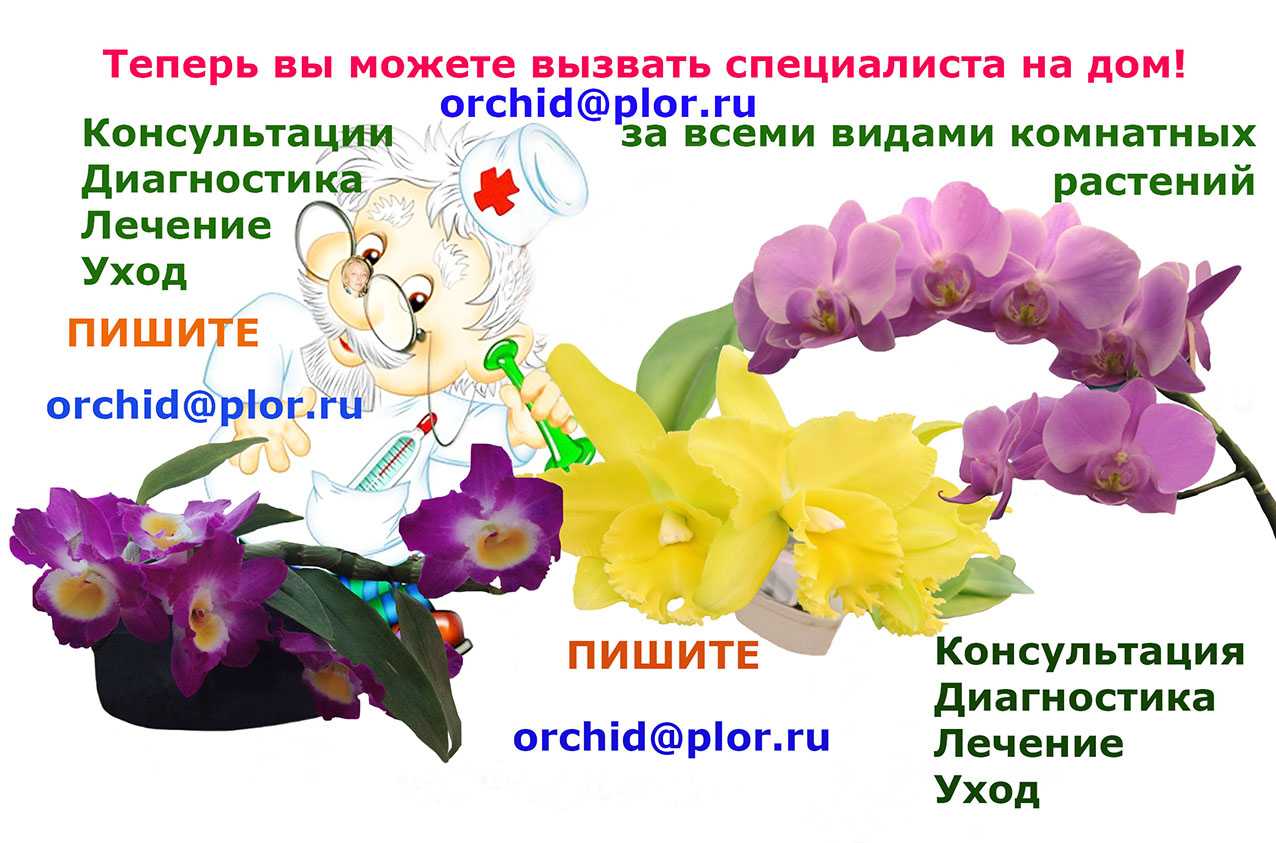 Почему у орхидеи неожиданно начали вянуть цветы и что делать