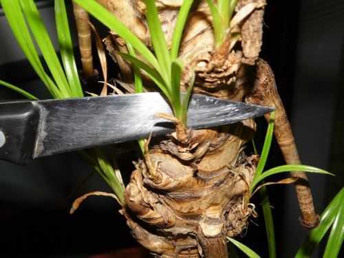 Панданус - тропическое растение. особенности и свойства